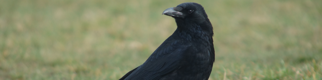 Crows – PMSA